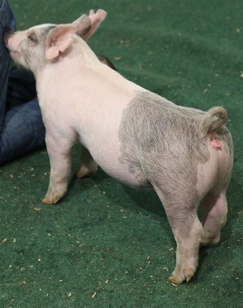 Congrats to Paige Lucic Reserve Barrow Lake County Ohio Sired by - Dirty Dog Bred by -us. 