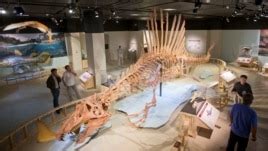 Spinosaurus, a Swimming Dinosaur Bigger than T-Rex - VOA