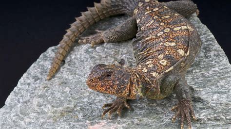 Spiny tailed agamids uromastyx and xenagama reptile and amphibian keepers guides. - Dish network tv guide for today.