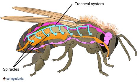 Spiracle - Entomologists