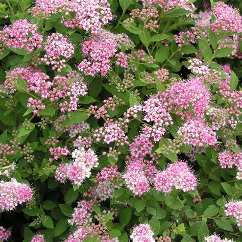 Spiraea / Spirea — Handy Andy