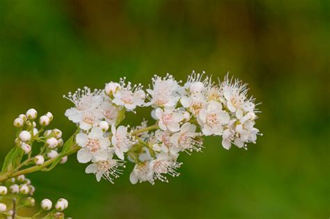 Spiraea alba (White Meadowsweet) - Gardenia.net