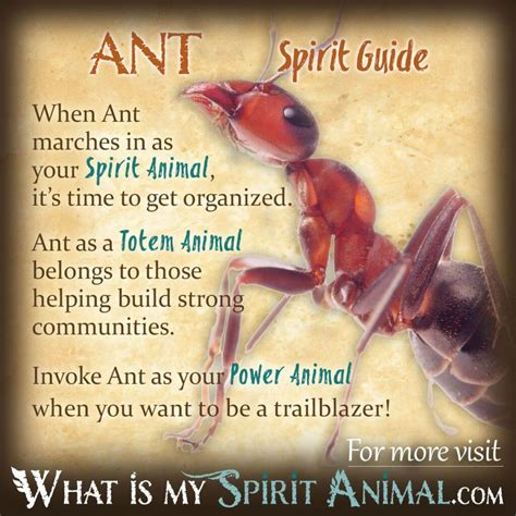 Spiritual Meaning Of Ants Crawling On Me - CHURCHGISTS.COM