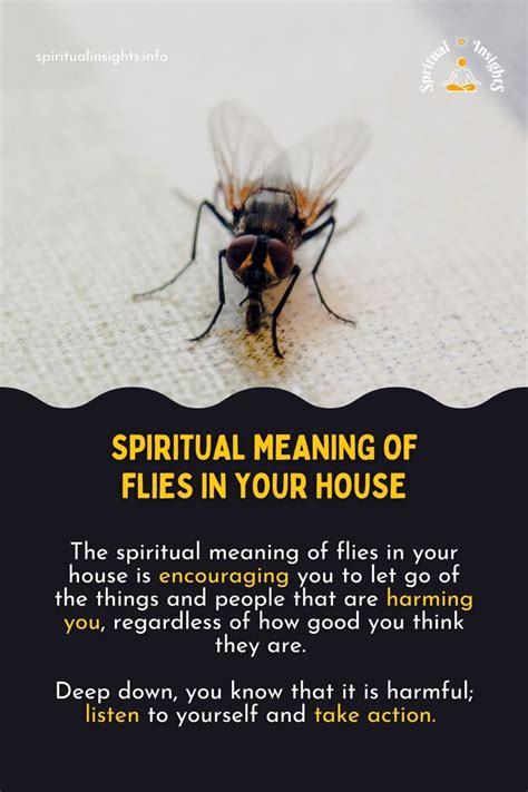 Spiritual implication of flies inside the house. .  ...