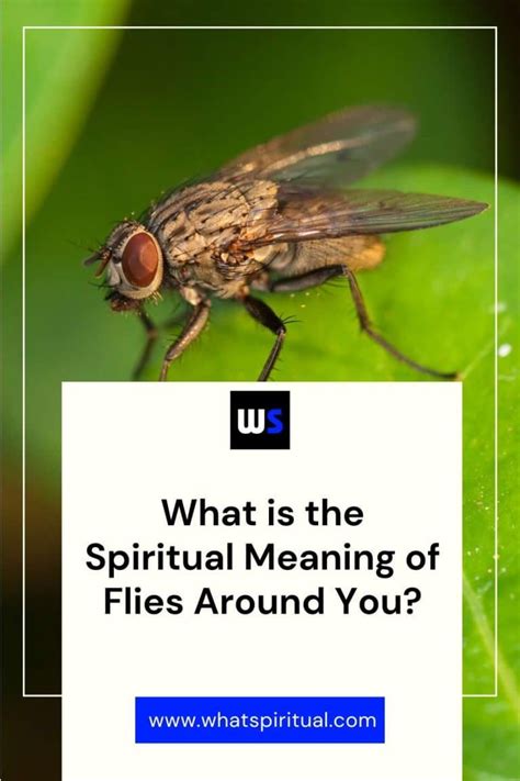 Spiritual meaning of flies around you.  Allow it to decay so something ...