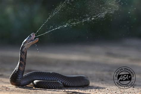 Spitting Cobra Snake
