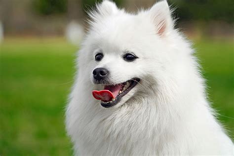 Spitz japanese dog. Japanese Spitz dogs have an average energy level, so if you live a semi-active life, this breed can be a good choice for you. Low-Energy Dog Breeds . High-Energy Dog Breeds . Activity Requirement / Exercise Need. German Spitz vs Japanese Spitz exercise need comparison. Which dog needs more activity? 