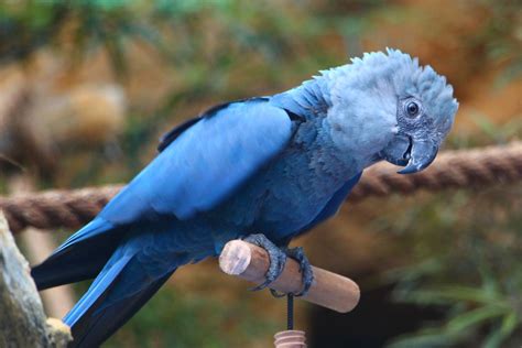 Spix Macaw Price