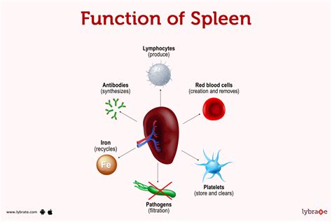 Spleen function