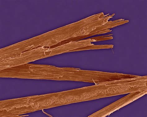 Split Ends - Wikipedia