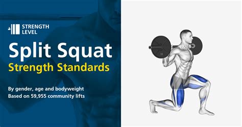 Split Squat Standards for Men and Women (lb) - Strength Level