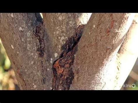 Split in Redbud Tree Limb Daphne Richards - YouTube