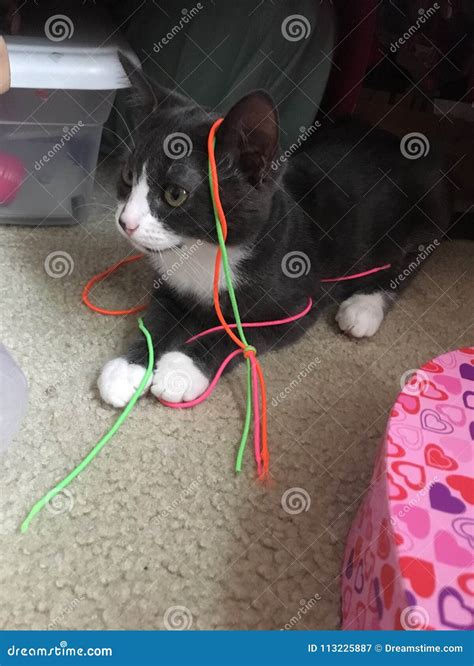 😈 Spoiled_Kitty Leaked [HD] 33 Videos