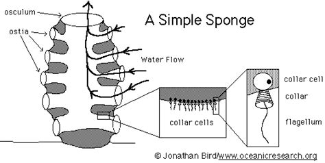 Sponge Coloring Diagram and Questions