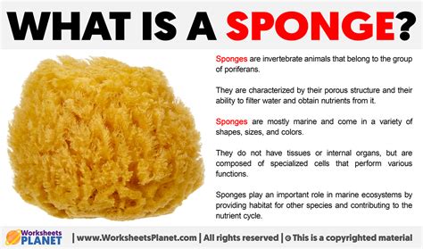 Sponge meaning in tamil. .  ...