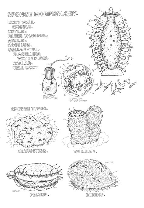 Bratz Doll Coloring Sheet
