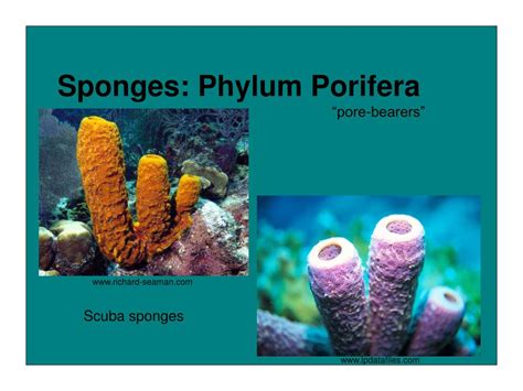 BIOL 241 PHYLUM PORIFERA - THE SPONGES Sponges belong to the Phylum Porifera, meaning the “pore bearers”. Characteristics - Most primitive metazoans - Multicellular - …. 