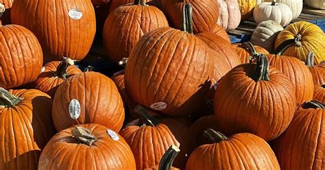 Spooky harvest: Droughts, heavy rain create challenge for Canada’s pumpkin season