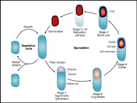 Spore formation and germination are essential for the bacterial pathogen Clostridioides difficile to transmit infection. Despite the importance of these developmental processes to the infection cycle of C. difficile, the molecular mechanisms underlying how this obligate anaerobe forms infectious spores and how these spores germinate to initiate infection …. 