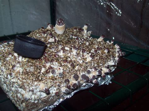 Morchella importuna : Black Landscape Morel Mushroom Culture Syringe. $19.00..