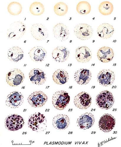 Sporozoa- Plasmodium Flashcards Quizlet