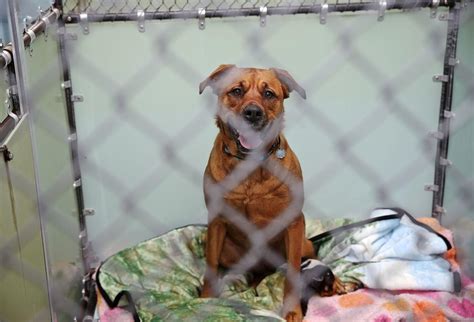 Spotsylvania Animal Shelter, Fredericksburg, Virginia. 39,930 likes · 12,494 talking about this · 1,946 were here. Our viewing/adoption hours for our animals are between 12 and 4, Tuesdays through.... 