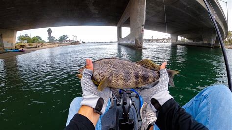 Spotted Bay Bass Fishing in Newport Bay - YouTube