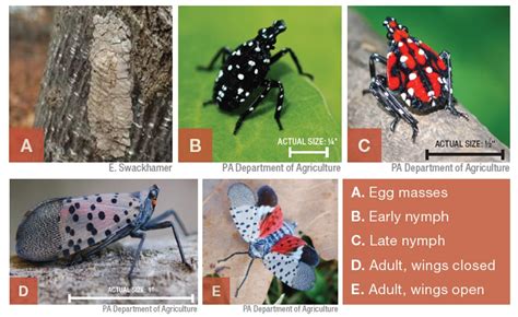 Spotted lanternfly – just a hop, skip or jump away - Farm Progress