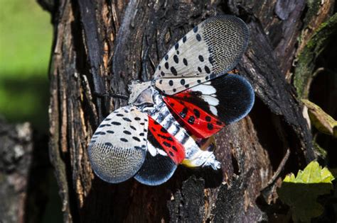 Spotted lanternfly found in Illinois: Should you be worried about them?