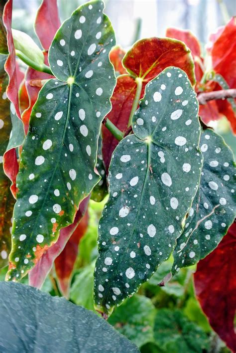 Spotted leaf plant. On the list of indoor plants to grow, succulents deserve a top spot because of their beauty and the ease of care. Learn how to grow a succulent garden so you can enjoy the simple d... 