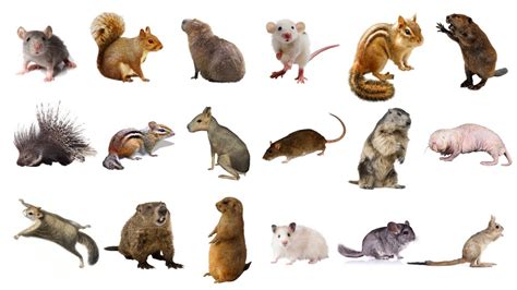 The Crossword Solver found 30 answers to "broad tailed rodent", 6 letters crossword clue. The Crossword Solver finds answers to classic crosswords and cryptic crossword puzzles. Enter the length or pattern for better results. Click the answer to find similar crossword clues . Enter a Crossword Clue.. 