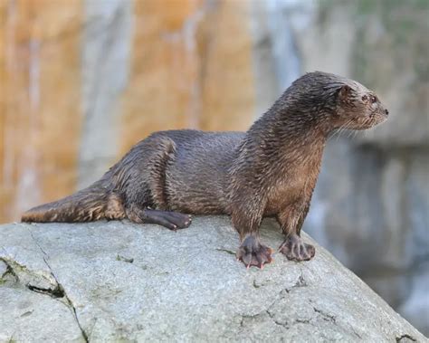 Spotted-Necked Otter: Habitat, Diet, Lifespan & Facts