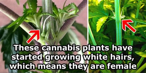 Spotting Male and Female Cannabis Plants - Dagga Seeds