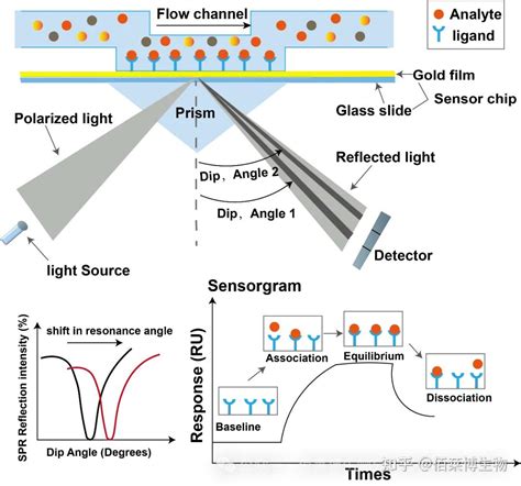Spr&aring;kpolitik &ndash; Wikipedia