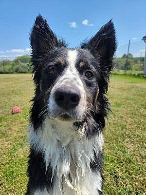 Sprakers Border Collie Update Dog Wild