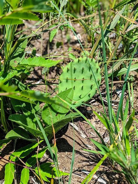 Spring Green Preserve State Natural Area - Wisconsin DNR