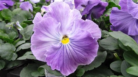 Spring Matrix™ Lavender Shades Pansy - Ball Seed