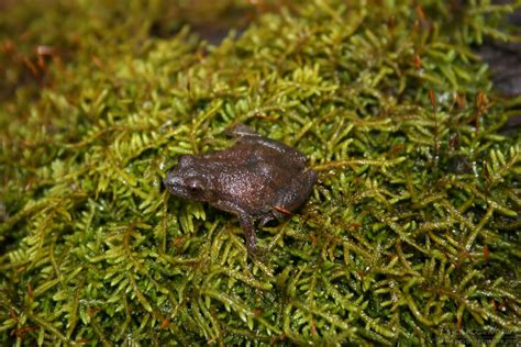 Spring Peeper – PA HERP IDENTIFICATION