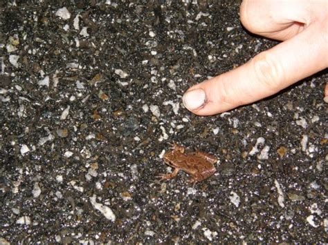 Spring Peepers: Noisy Beginnings of Spring in the Wetlands