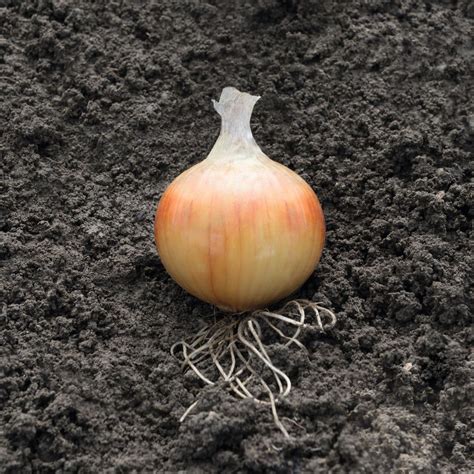 Spring Sown Brown Bulb Onion Seeds Supplier UK Elsoms Seeds