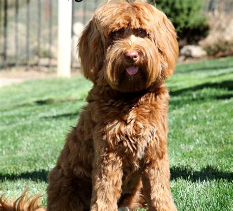 Oct 15, 2019 · Spring Creek Labradoodles & Goldendoodles has donated Silvio to Guide Dogs of America is dedicated to its mission to provide guide dogs and instruction in their use, free of charge, to blind and visually impaired men and women from the United States and Canada so that they may continue to pursue their goals with increased mobility and …