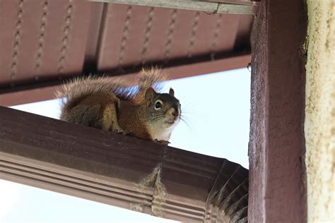 Spring critter-proofing tips from the experts - Cottage Life