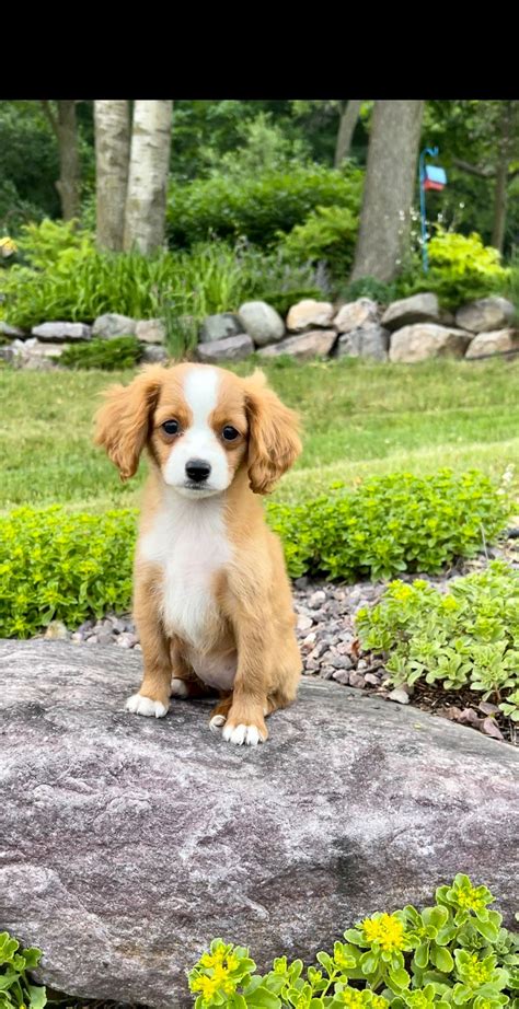 Spring green pups. Spring Green Pups in Bear Creek, WI is a reputable dog brokerage known for offering a variety of designer and hypoallergenic puppies, as well as rescue dogs. With a focus on … 