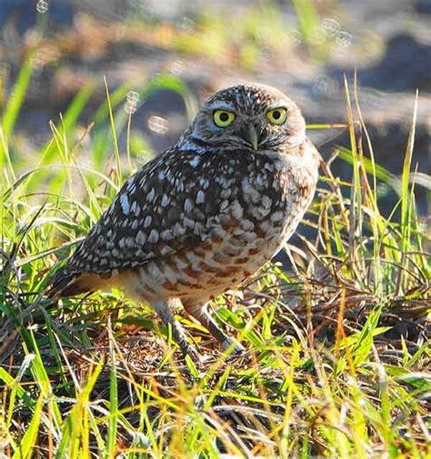 Spring hill hernando county arrests.  Join us for a program by the Hernando Audubon Society th...