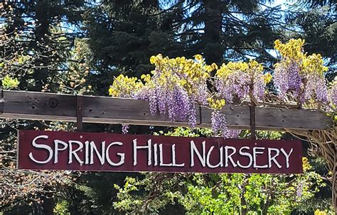 Spring hills nursery. 