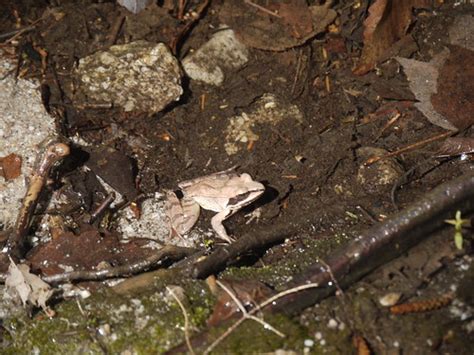 Spring peeper - Wikipedia