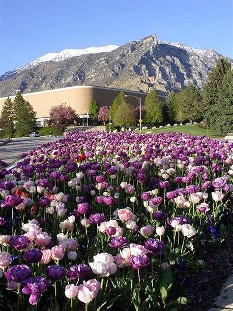 Spring term byu. Below are the various types of Visiting Student enrollments available at BYU. 1. Undergraduate Visiting Students. High school graduates are invited to be a part of the BYU community as non-degree-seeking students. While on campus, students in the program may enroll in college-level courses and also enjoy a wide range of BYU cultural and social ... 
