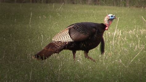 Spring turkey season in indiana. Indiana spring wild turkey season starts April 24 and goes through May 12, 2024. Remember, in spring turkey season, you’re only allowed to harvest bearded birds, including bearded hens. For more ... 