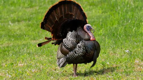 Spring turkey season in ohio. Spring turkey season in Ohio's south zone is open April 20 - May 19. For the 5 northeastern counties, the season runs April 27 - May 26. 
