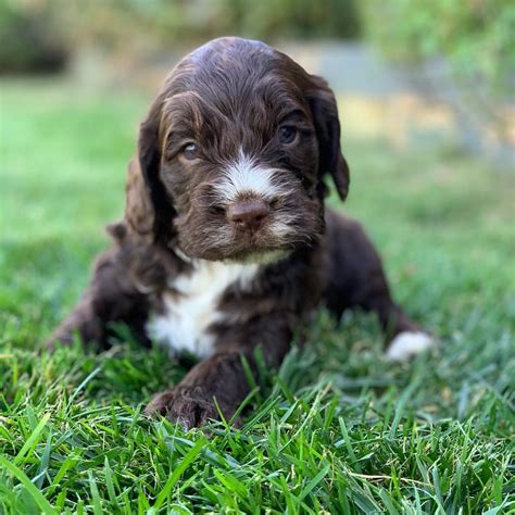 Springer Poodle Cross Puppies